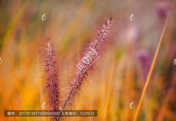 豐富多彩的草甸