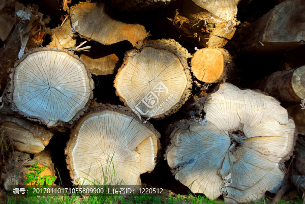 原木-匯圖網(wǎng) www.fosd68.com 原木