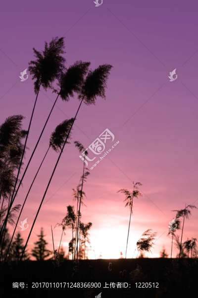 太陽集