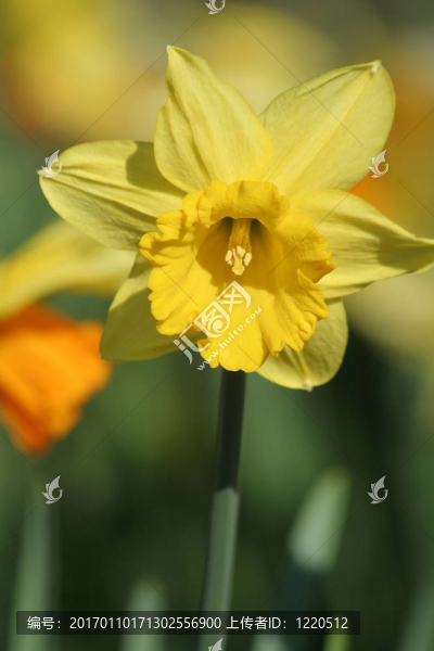 水仙花-匯圖網(wǎng) www.fosd68.com 水仙花