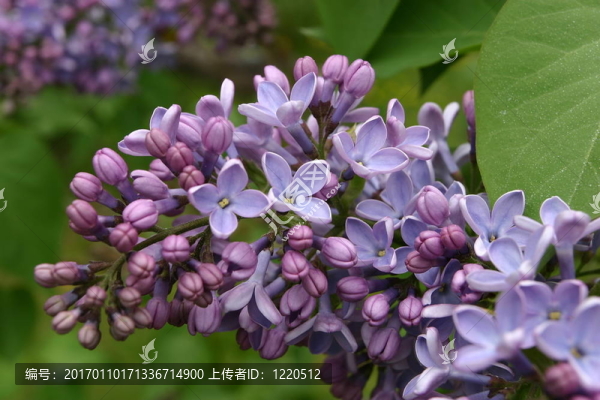 丁香花