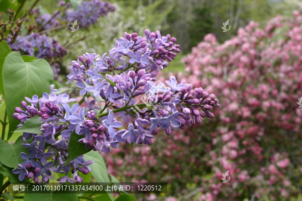 丁香花