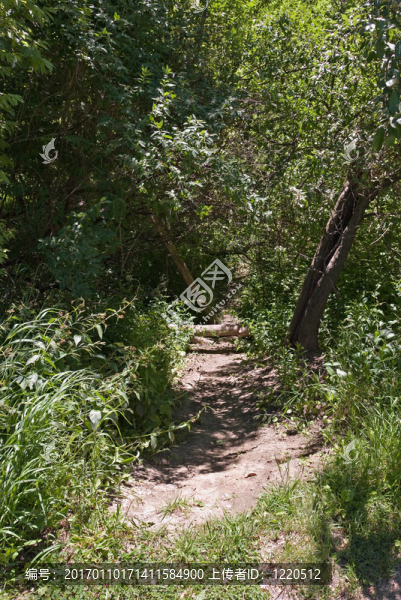 在樹林里