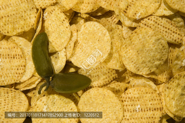 第三胡椒規(guī)則-匯圖網(wǎng) www.fosd68.com 第三胡椒規(guī)則