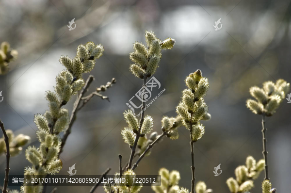 春天的柳絮