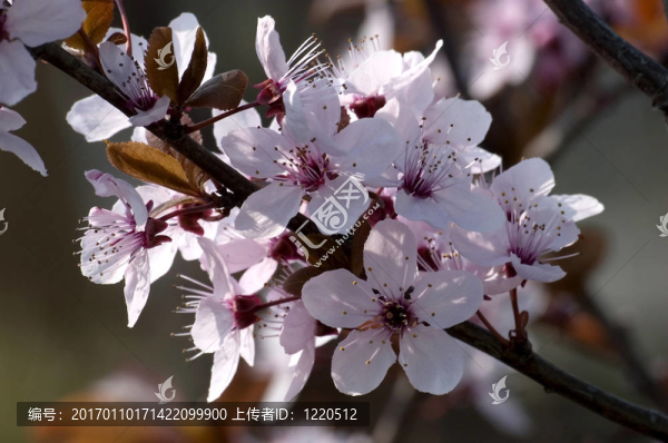 春季開花枝