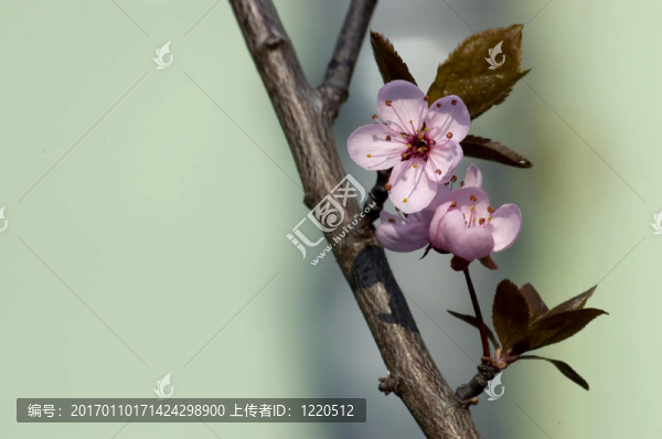 春季開花枝