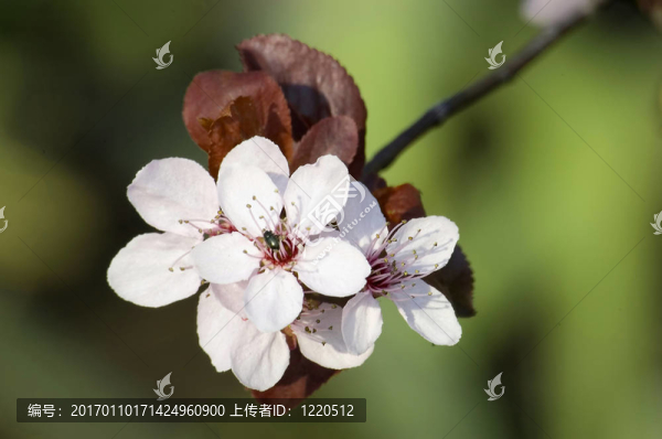 春天的花