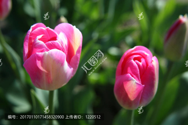 兩個(gè)粉紅色的郁金香