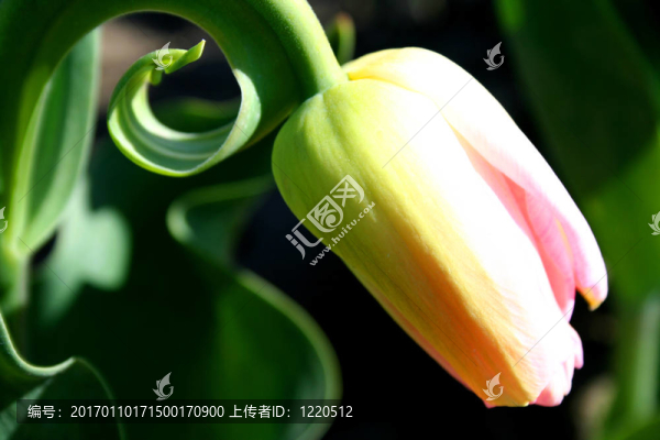 粉紅色的郁金香
