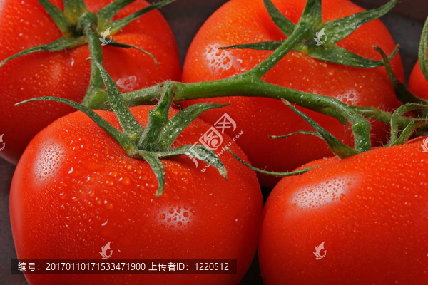 西紅柿在束
