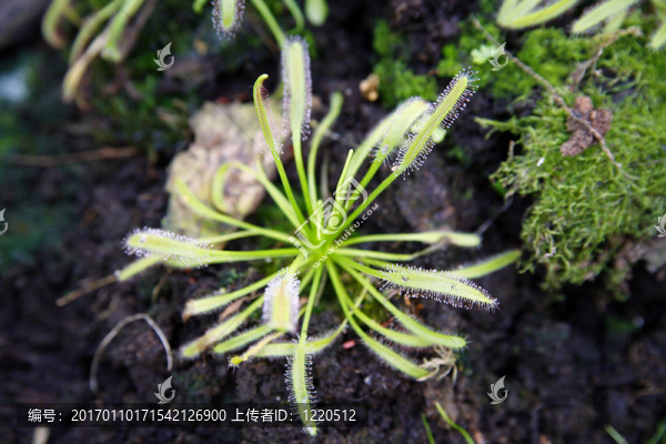 綠色毛氈苔-匯圖網(wǎng) www.fosd68.com 綠色毛氈苔