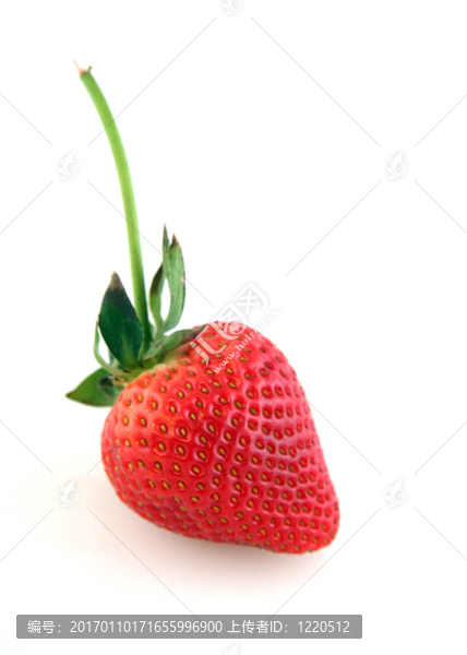Ripe,Strawberry白底背景