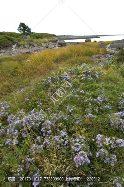第十八生態(tài)步道區(qū)；島夫人；新斯科舍；加拿大