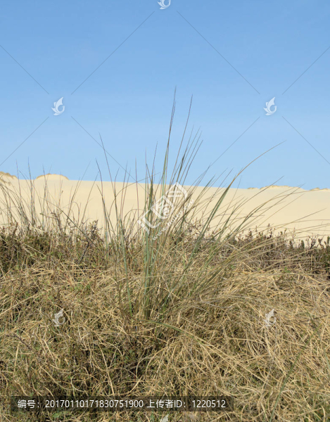 dunegrass
