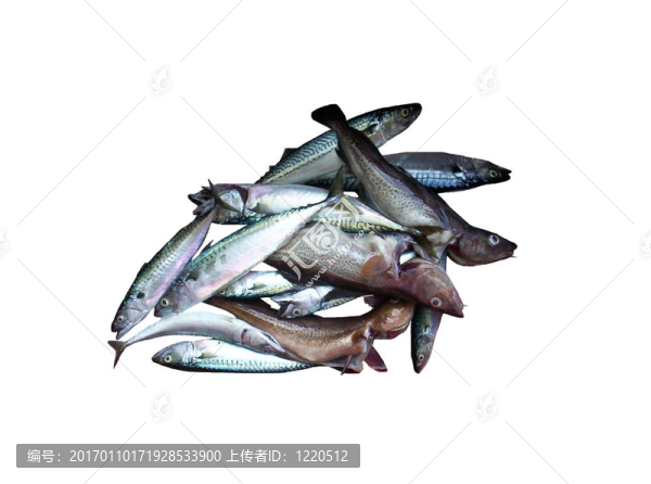 鱈魚