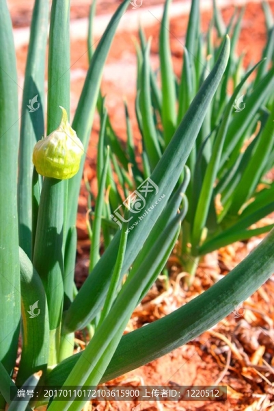 洋蔥-匯圖網(wǎng) www.fosd68.com 洋蔥