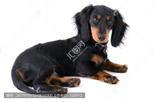 dachshound小狗