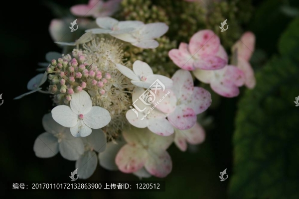 繡球