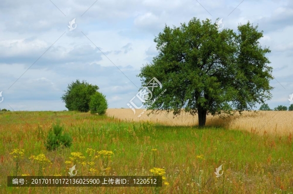 夏天的風景