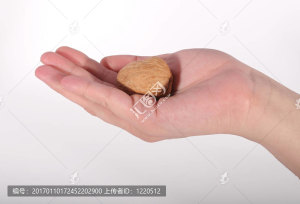 抱在手里的核桃