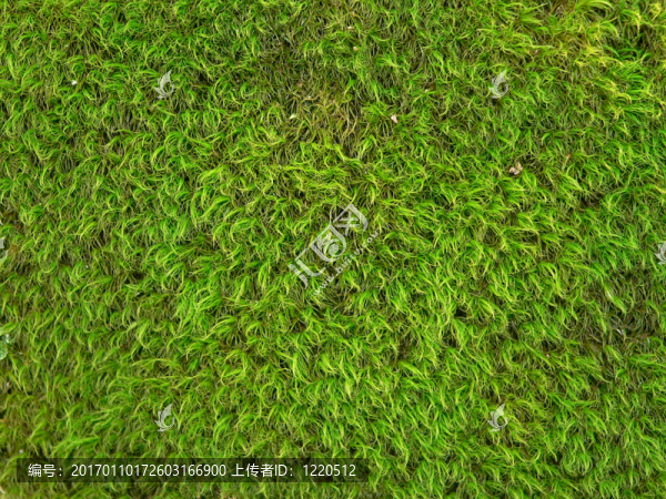 苔蘚背景