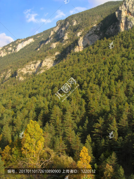 山地森林