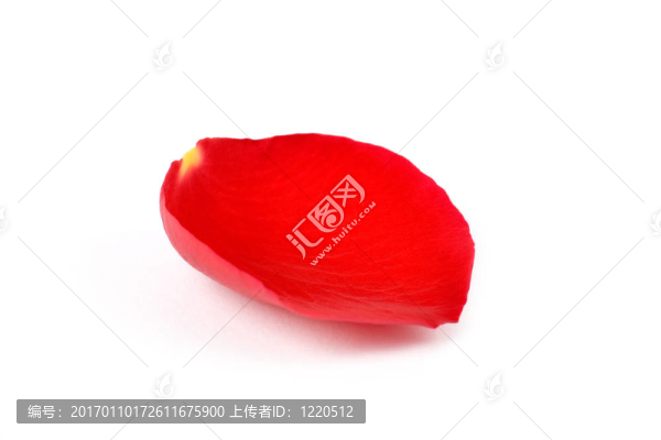 薔薇花瓣