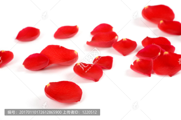 玫瑰花瓣