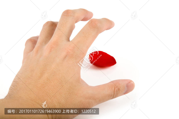 玫瑰花瓣和手