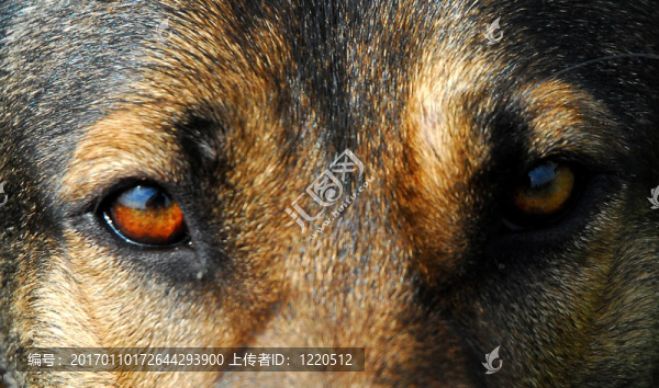 狗的眼睛
