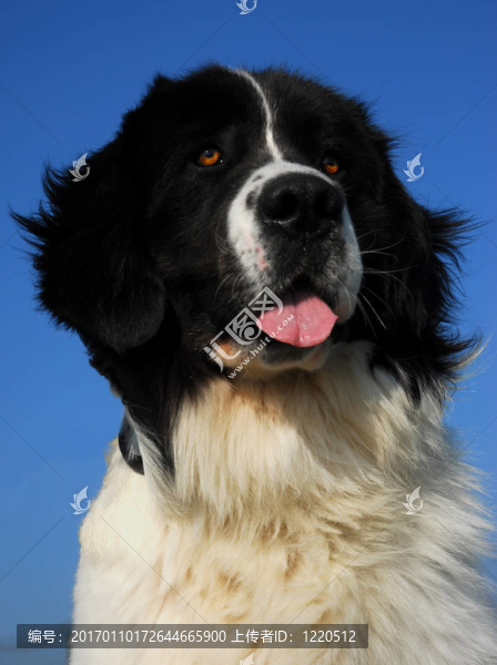 山地犬蘭西爾