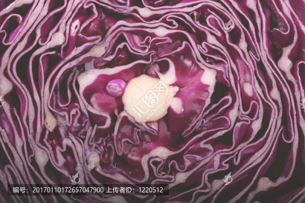 紫甘藍(lán)的宏
