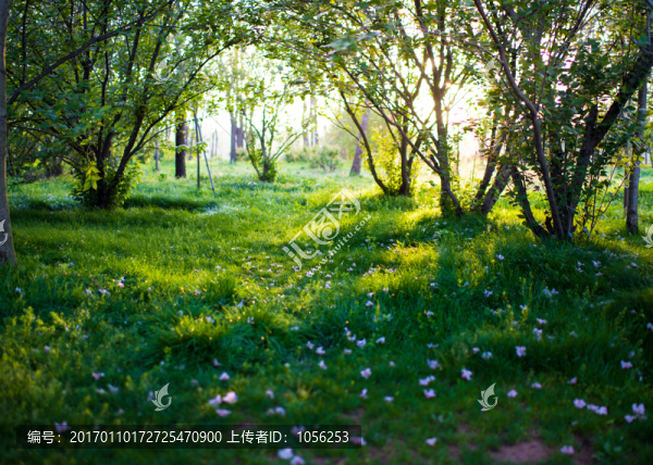 花落片地