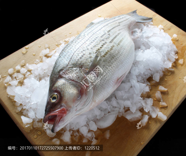 冰上條紋鱸魚
