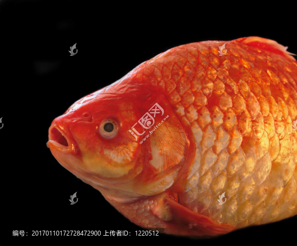 金鯉魚(yú)1