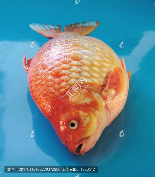 金鯉魚2