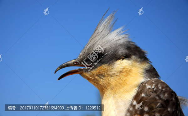 鳥coucou肖像