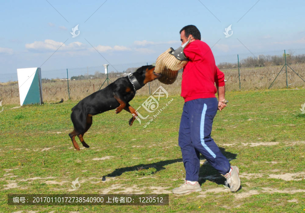 警察的羅特韋爾犬