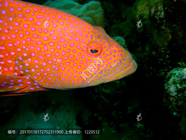 石斑魚