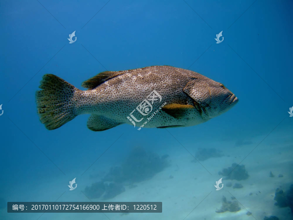 特寫的石斑魚