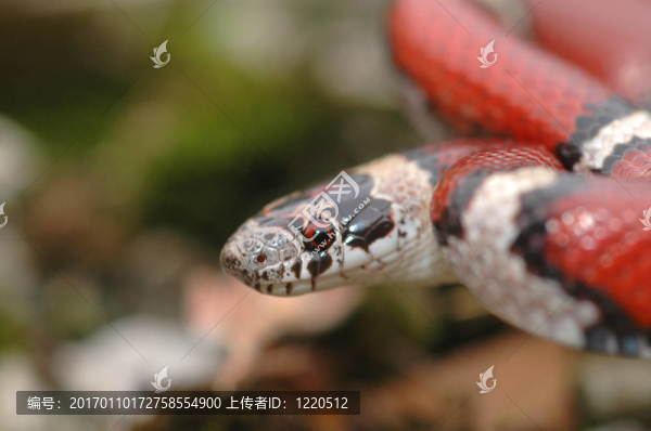 紅milksnake
