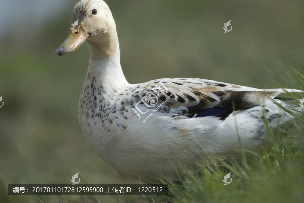 綠頭鴨6-匯圖網(wǎng) www.fosd68.com 綠頭鴨6