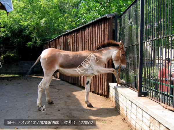 在美麗的馬-匯圖網(wǎng) www.fosd68.com 在美麗的馬
