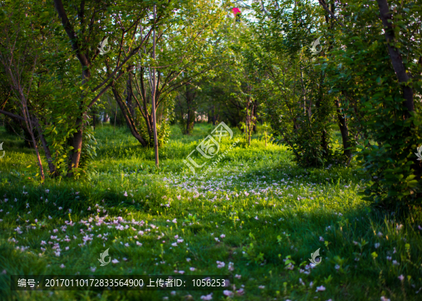 花落片地