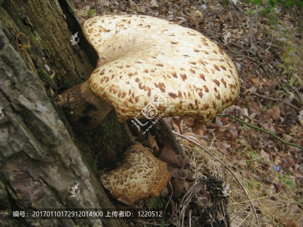 毒蘑菇4