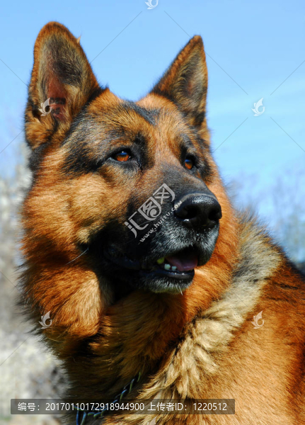 德國牧羊犬