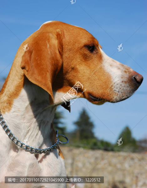 獵狗
