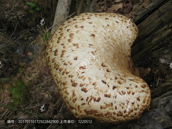 毒蘑菇3