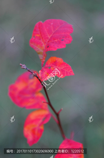 紅色的葉子